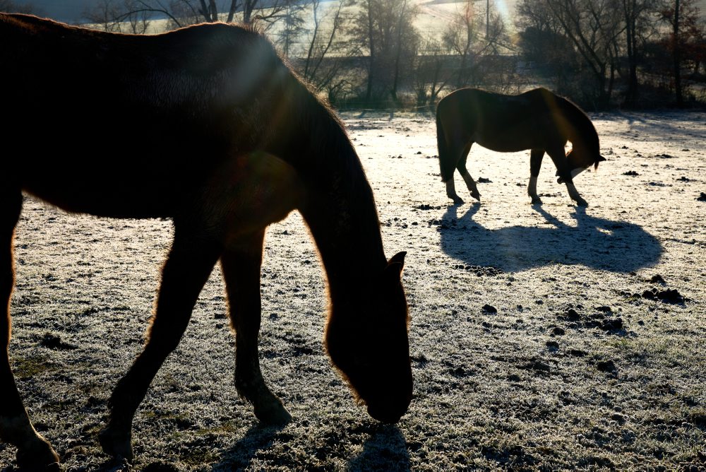 Denný život v nemeckom Frankfurte 