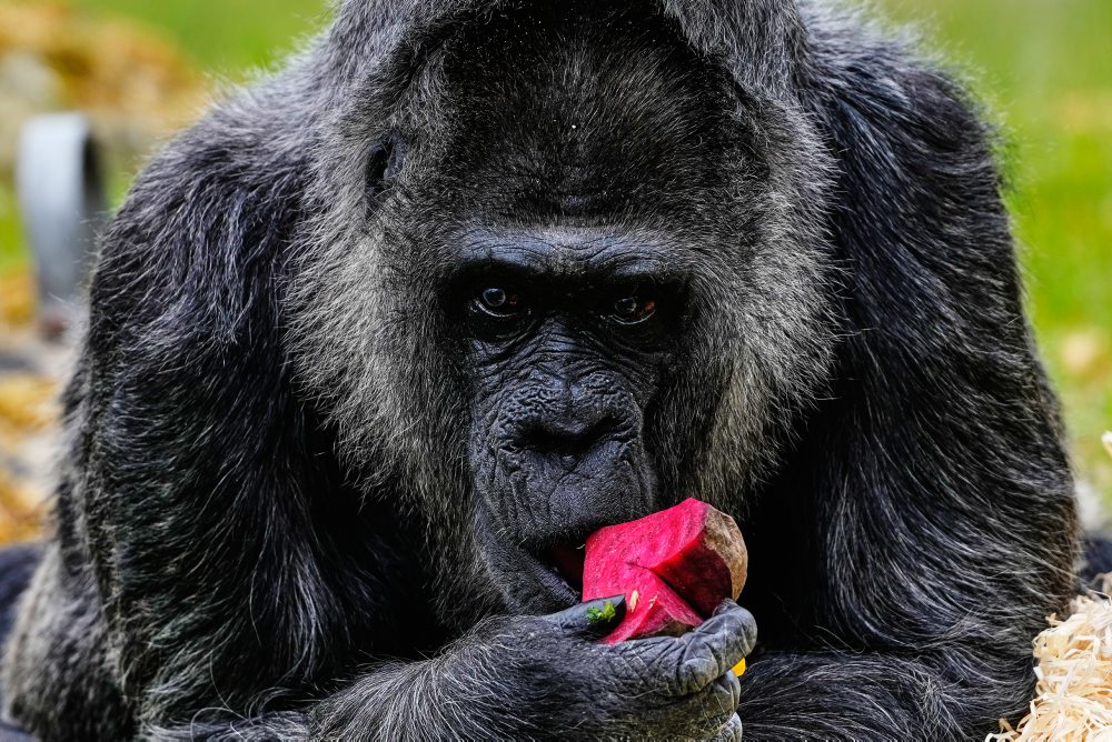 Najstaršia gorila na svete