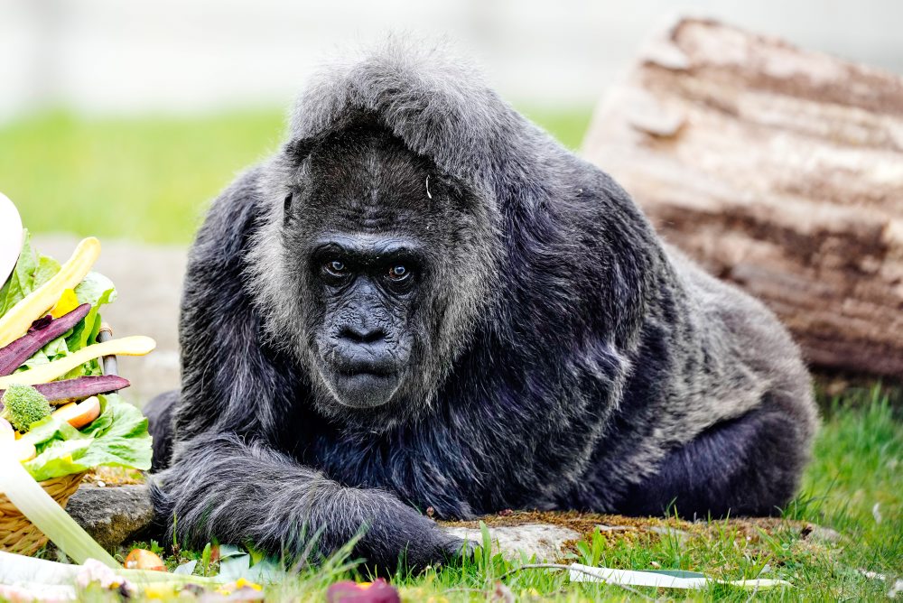 Najstaršia gorila na svete