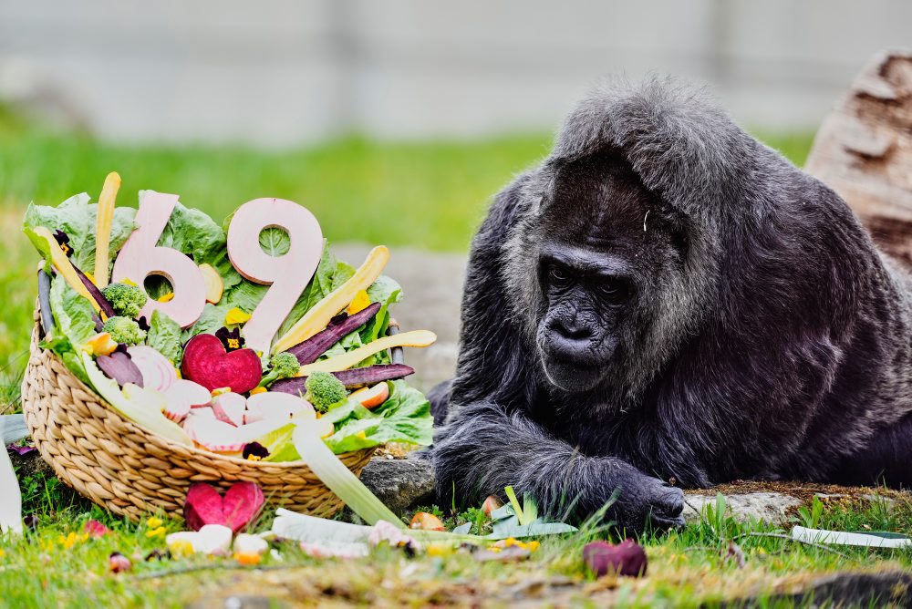 Najstaršia gorila na svete