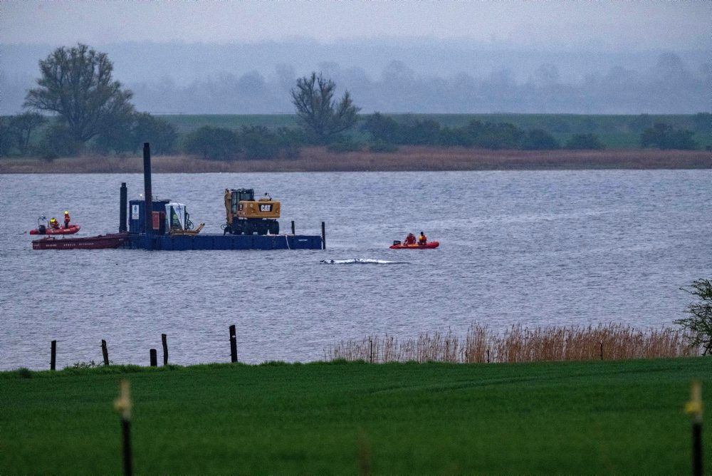 Vráskavec Timmy, ktorý uviazol pri pobreží Baltského mora, sa vyslobodil