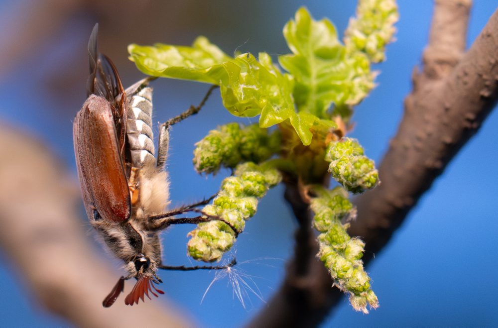 Denný život v Nemecku