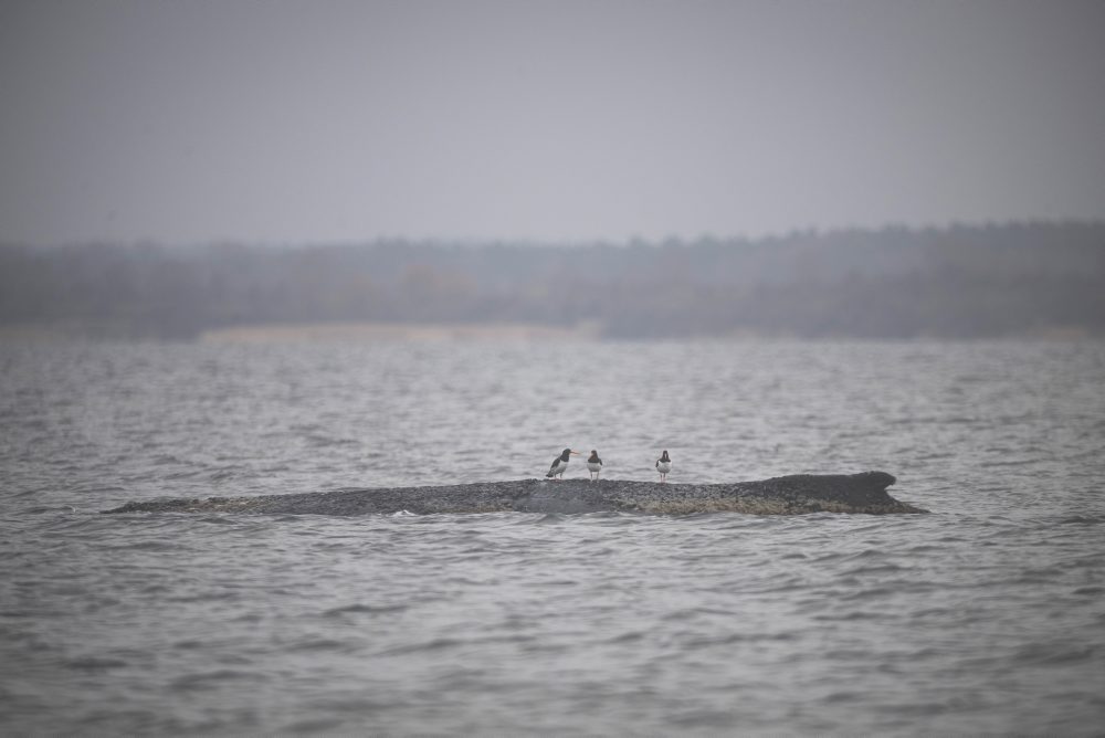Vráskavec, ktorý znov uviazol pri nemeckom pobreží Baltu, je opäť slobodný