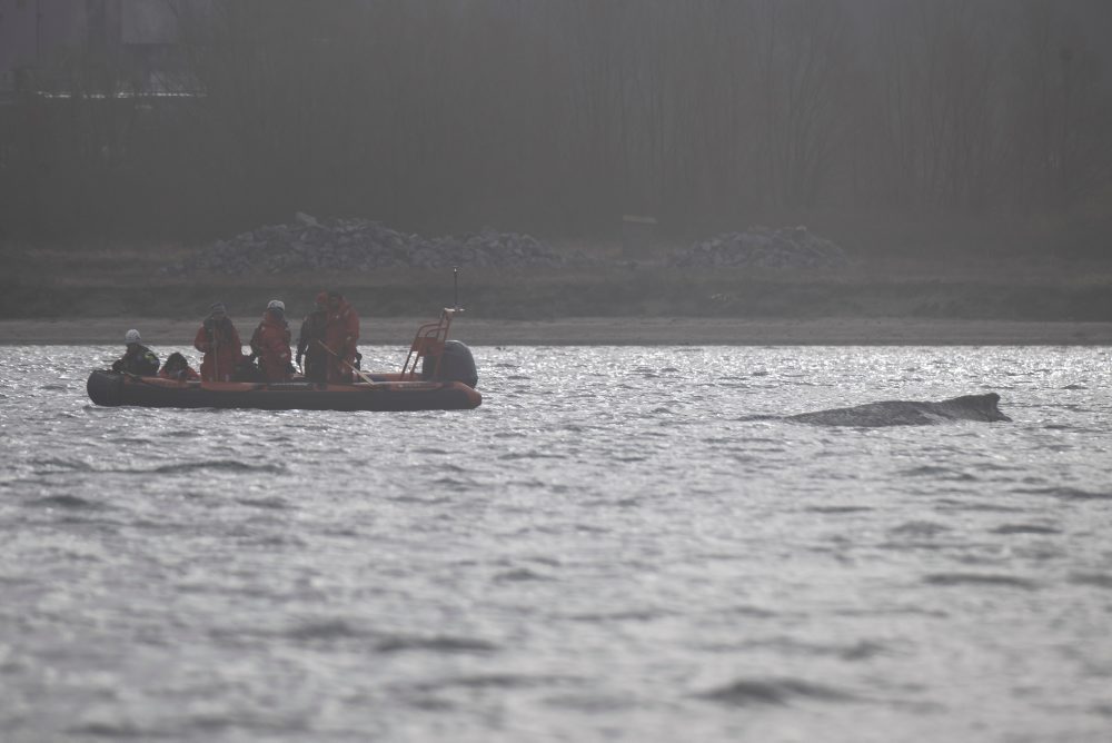 Vráskavec, ktorý znov uviazol pri nemeckom pobreží Baltu, je opäť slobodný