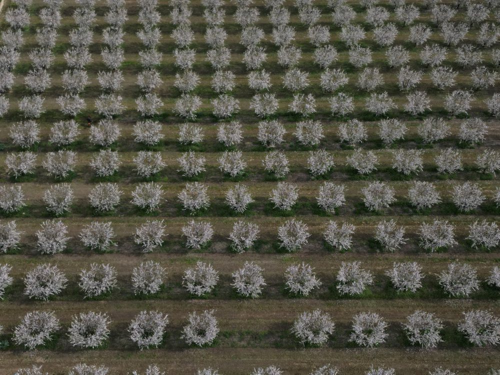Mandľový háj neďaleko mesta Larissa v Grécku