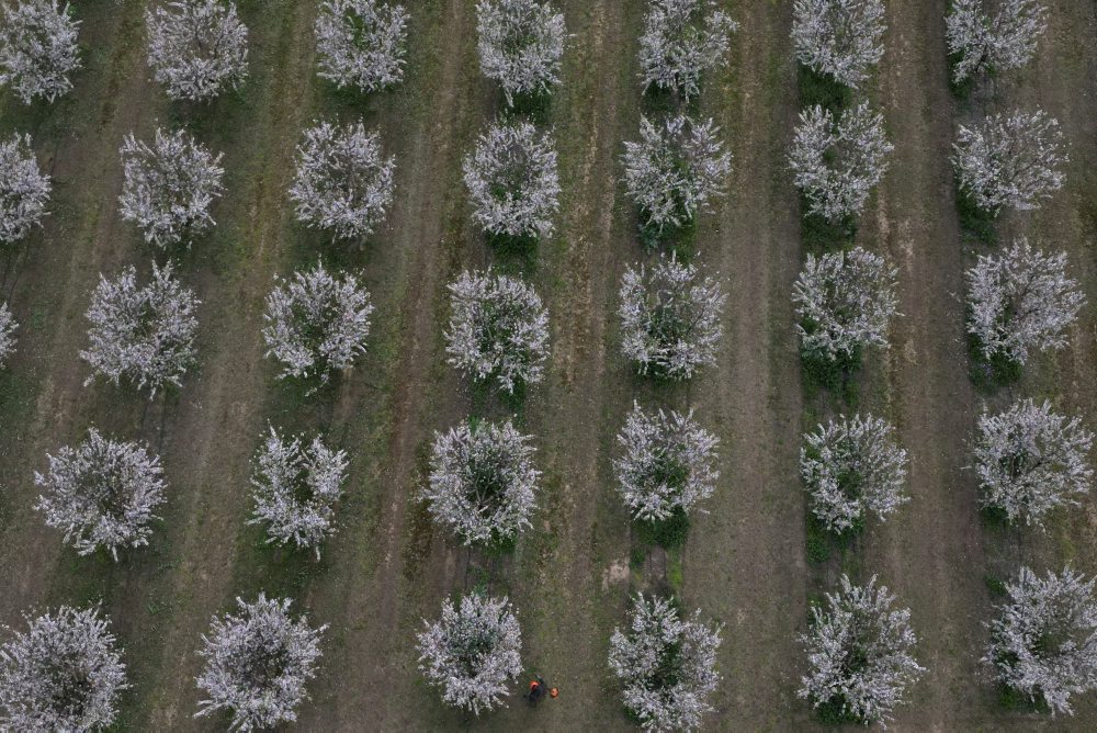 Mandľový háj neďaleko mesta Larissa v Grécku