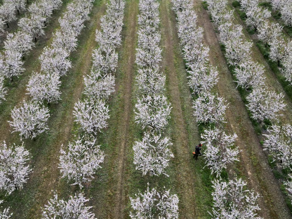Mandľový háj neďaleko mesta Larissa v Grécku
