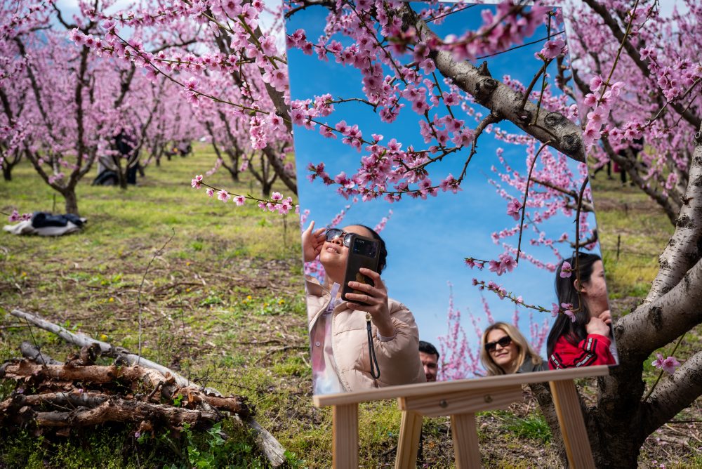 Kvitnúce broskyne v gréckom meste Veria