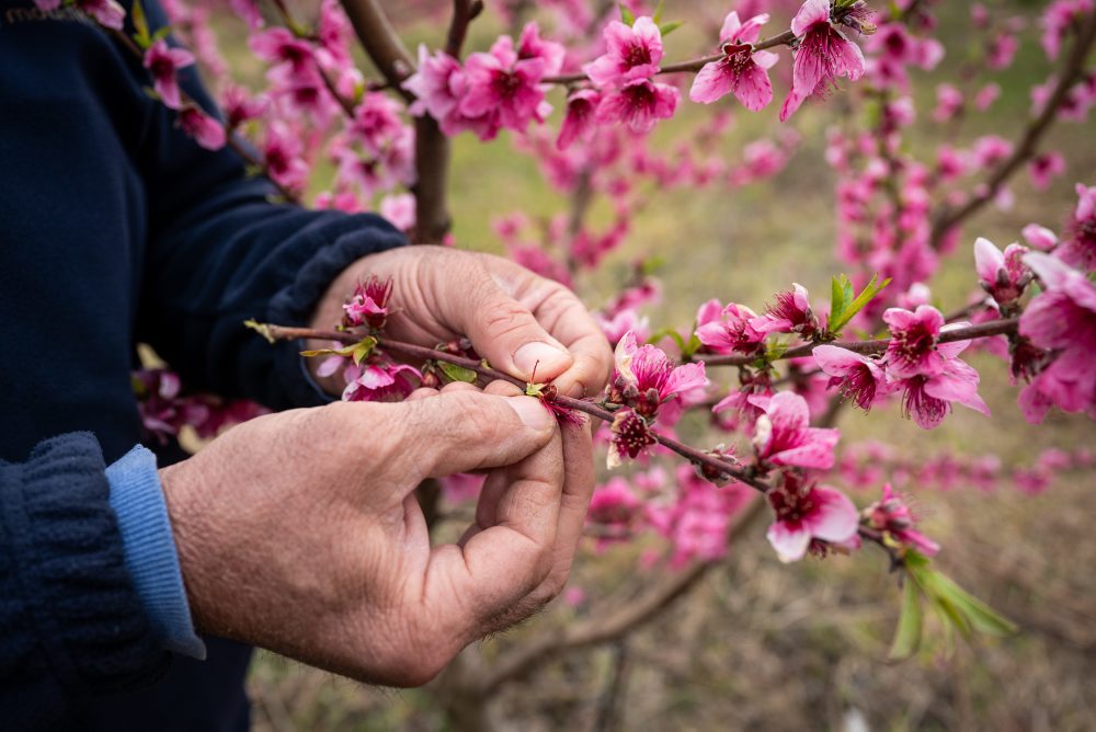 Kvitnúce broskyne v gréckom meste Veria