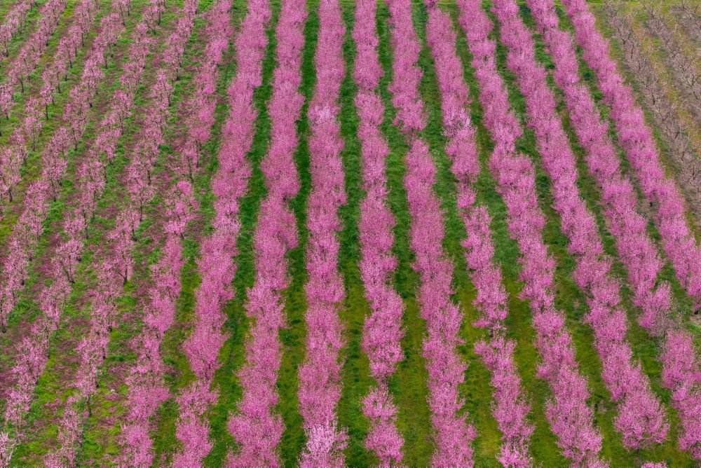 Kvitnúce broskyne v gréckom meste Veria