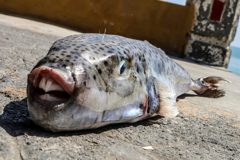 Grécko vypláca rybárom odmeny za likvidáciu inváznej ryby