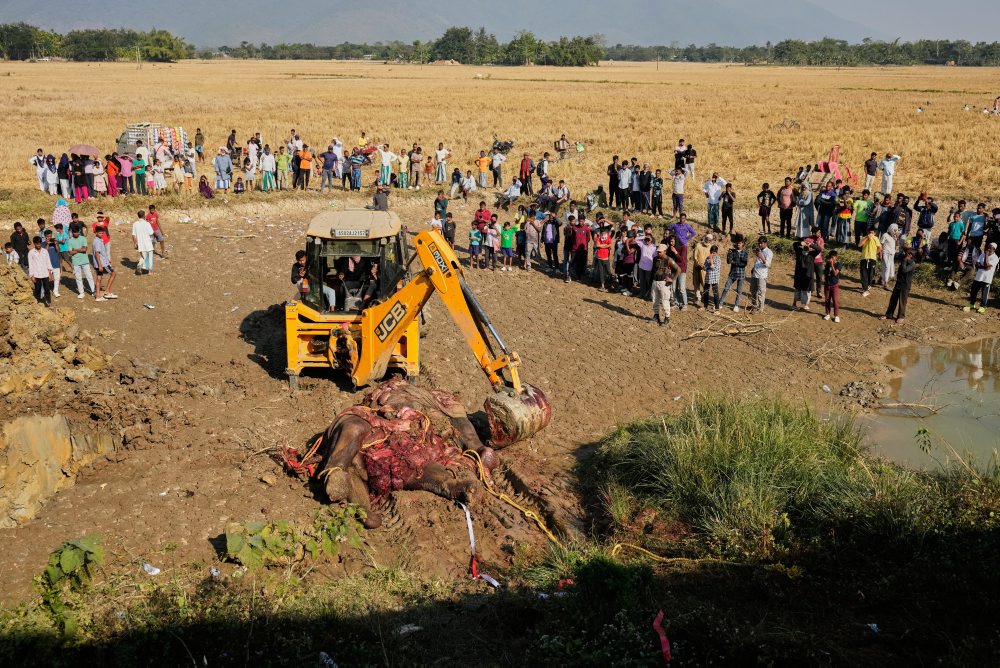 India: Vlak narazil do stáda slonov, zabil sedem z nich a zranil jedno mláďa