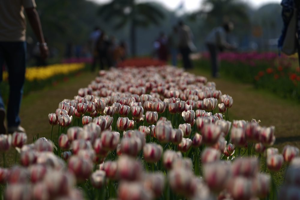 Festival tulipánov v indickom Naí Dillí