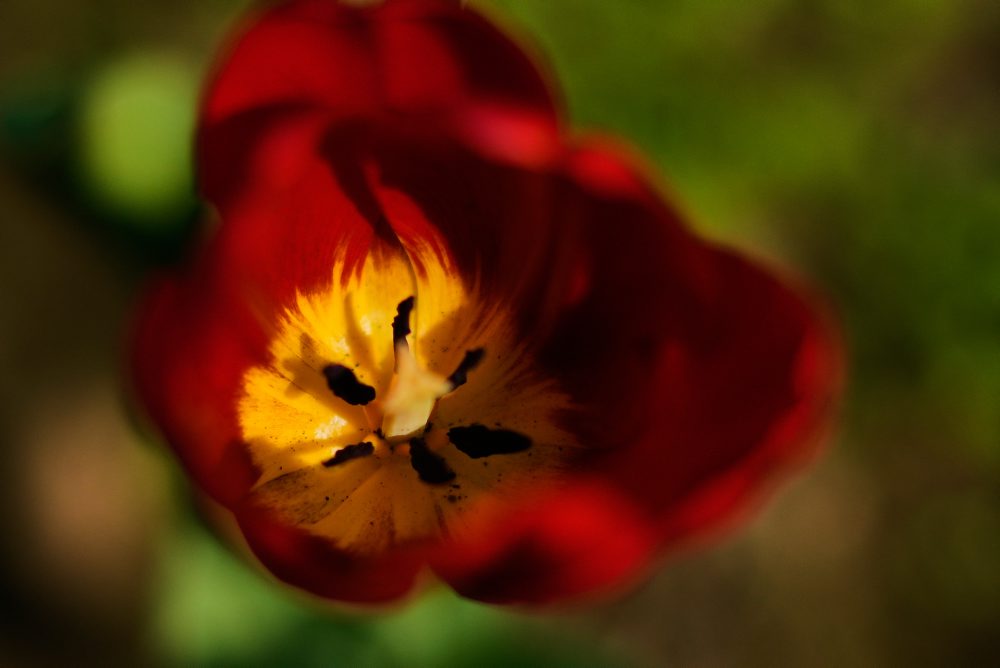 Festival tulipánov v indickom Naí Dillí