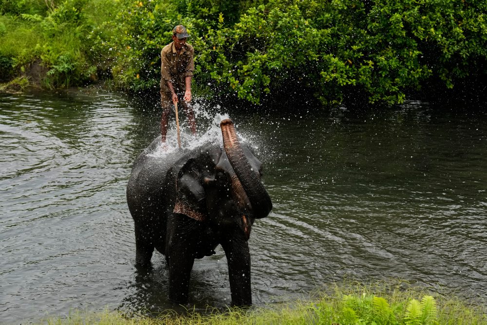 Fauna Národného parku Manas v Indii