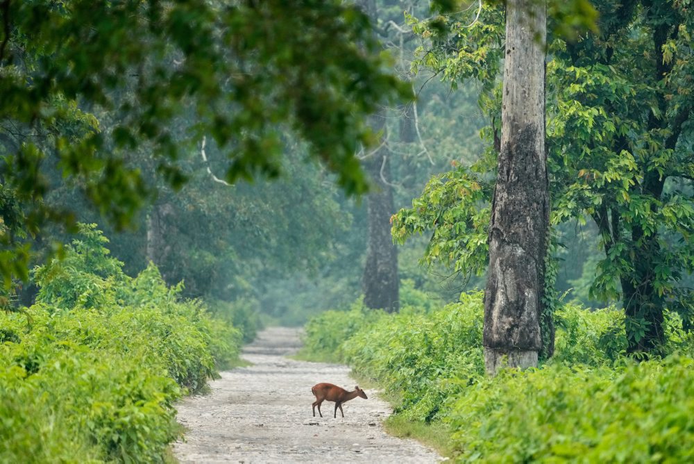 Fauna Národného parku Manas v Indii