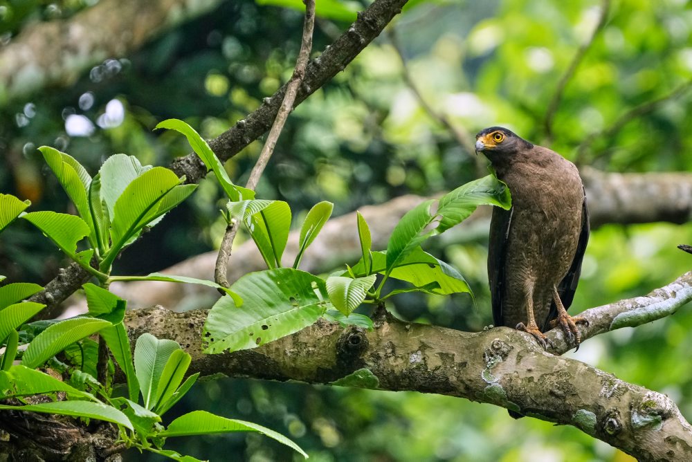 Fauna Národného parku Manas v Indii