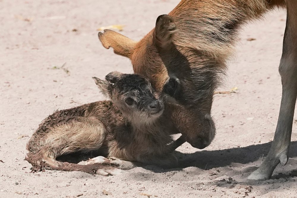 V rímskom Bioparku Zoo sa narodilo mláďatko antilopy