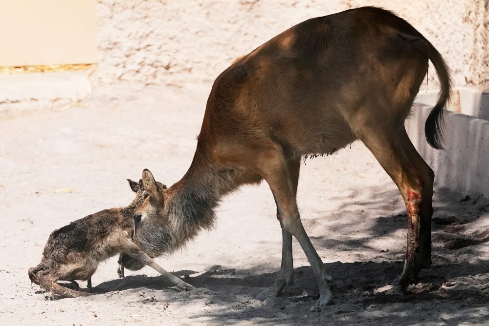 V rímskom Bioparku Zoo sa narodilo mláďatko antilopy