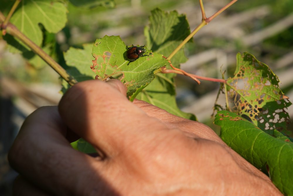 Italy_Vineyards_Japanese_Beetles531948231852.jpg