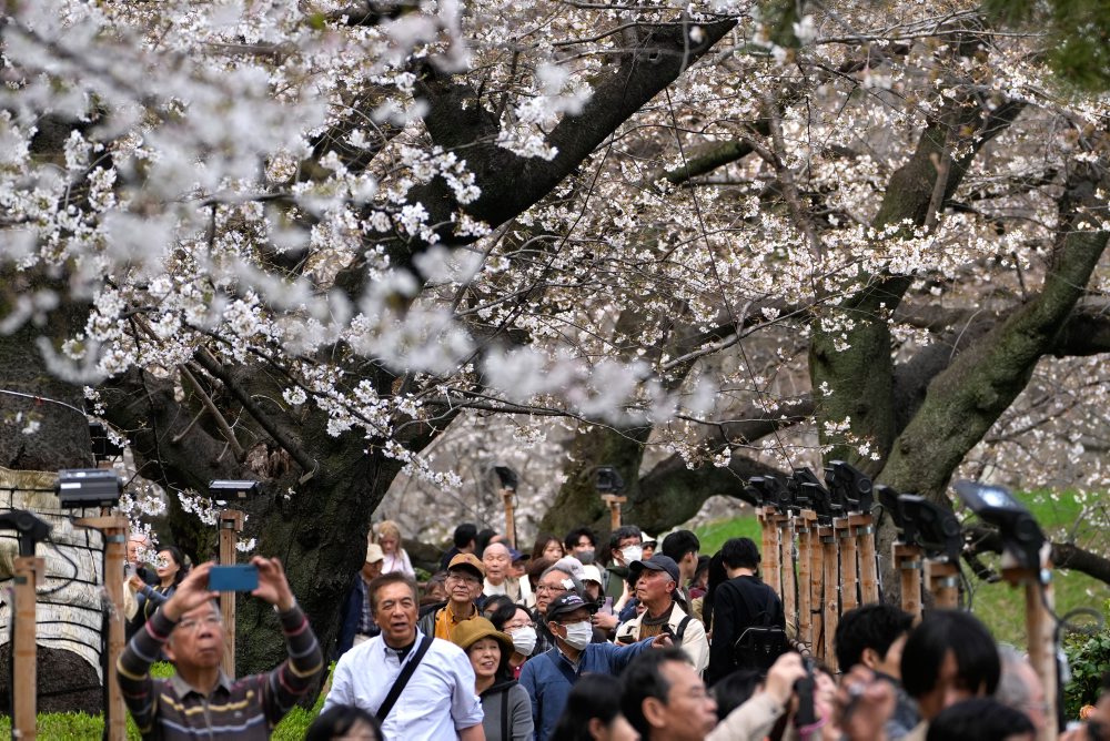 Kvitnúce čerešne v Tokiu