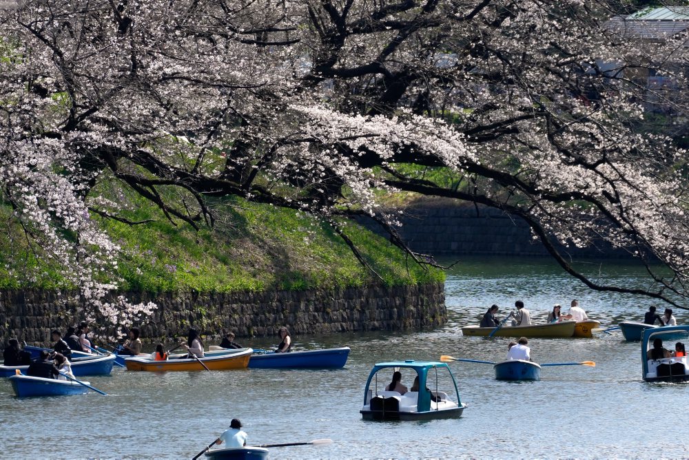 Kvitnúce čerešne v Tokiu