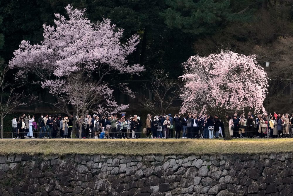 Kvitnúce čerešne v Tokiu