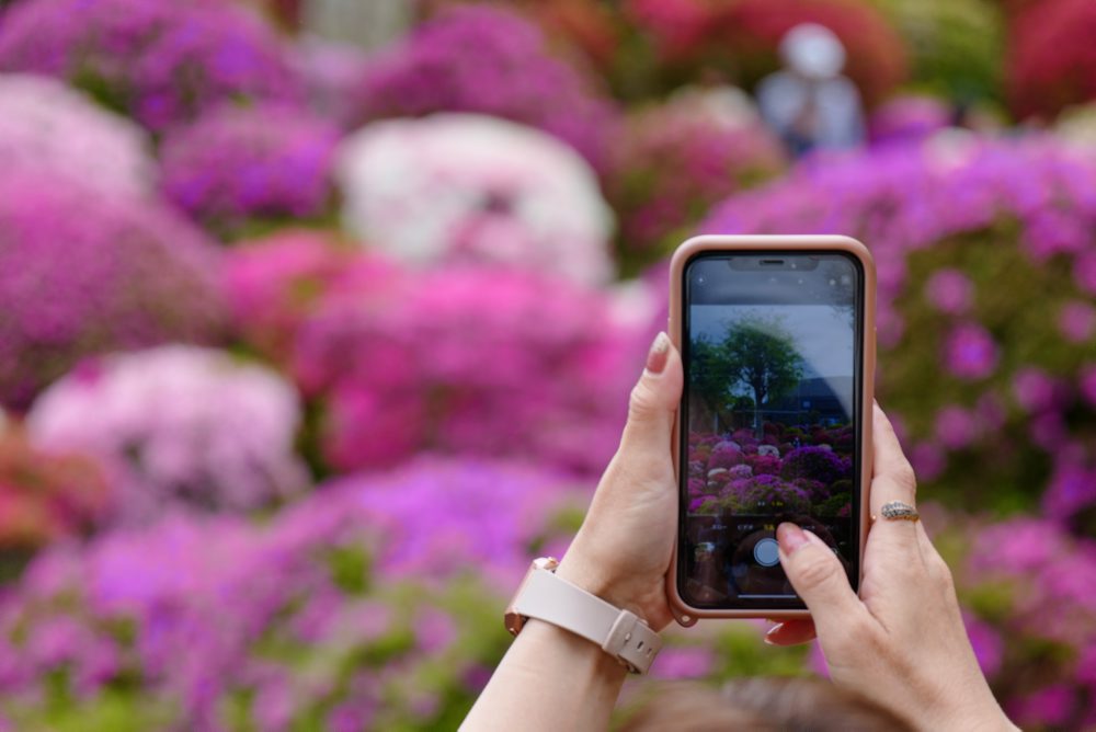 Kvitnúce azalky pri chráme Nezu v Tokiu