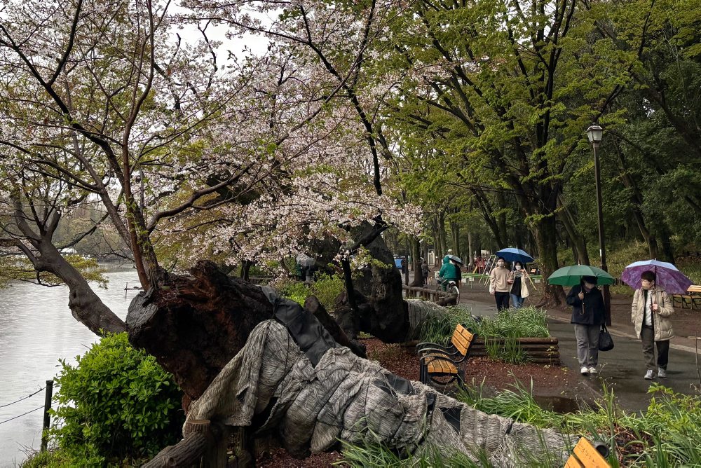 Vyvrátené sakury v Tokiu