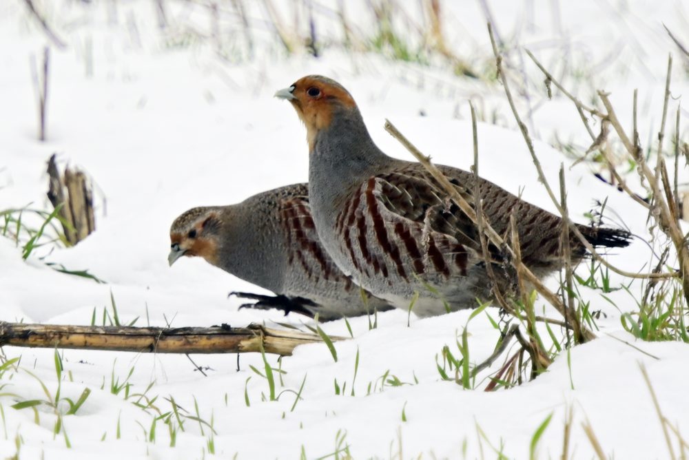 Jarabice na poli v obci Oľdza v okrese Galanta 