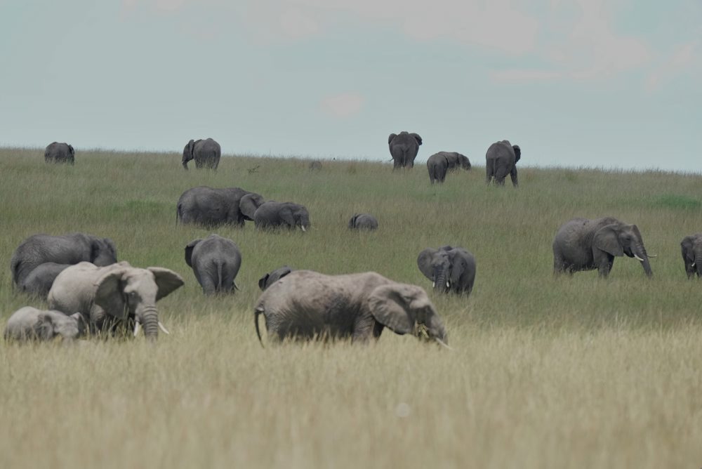 Zvieratá v národnom parku Masai Mara v Naroku v Keni