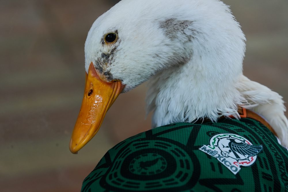 Futbal-MS26: Neoficiálny maskot Merlin