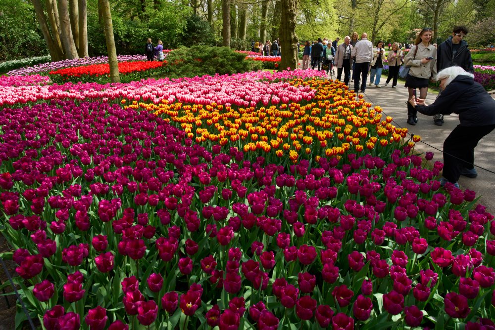 Svetoznáma holandská kvetinová záhrada a výstavisko Keukenhof v obci Lisse