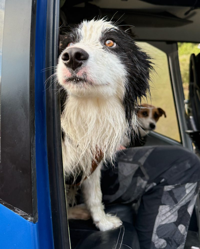 Stratený pes sa opäť stretol so svojou majiteľkou týždeň po tom, ako spadla z vodopádu