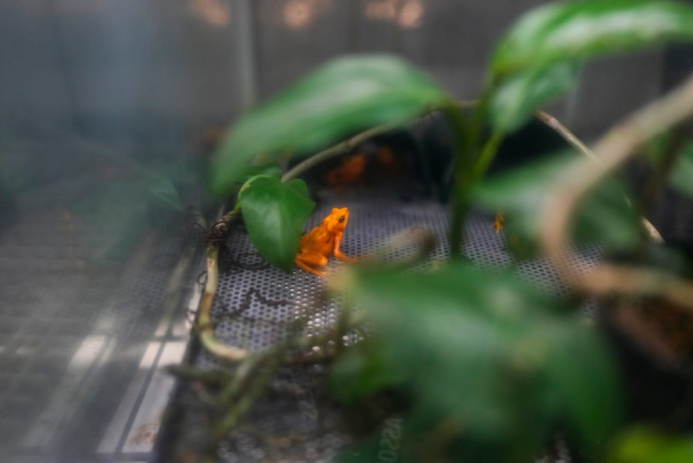 Ohrozenú panamskú zlatú žabu chcú vedci vraciať späť do prírody