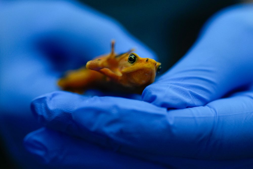 Ohrozenú panamskú zlatú žabu chcú vedci vraciať späť do prírody