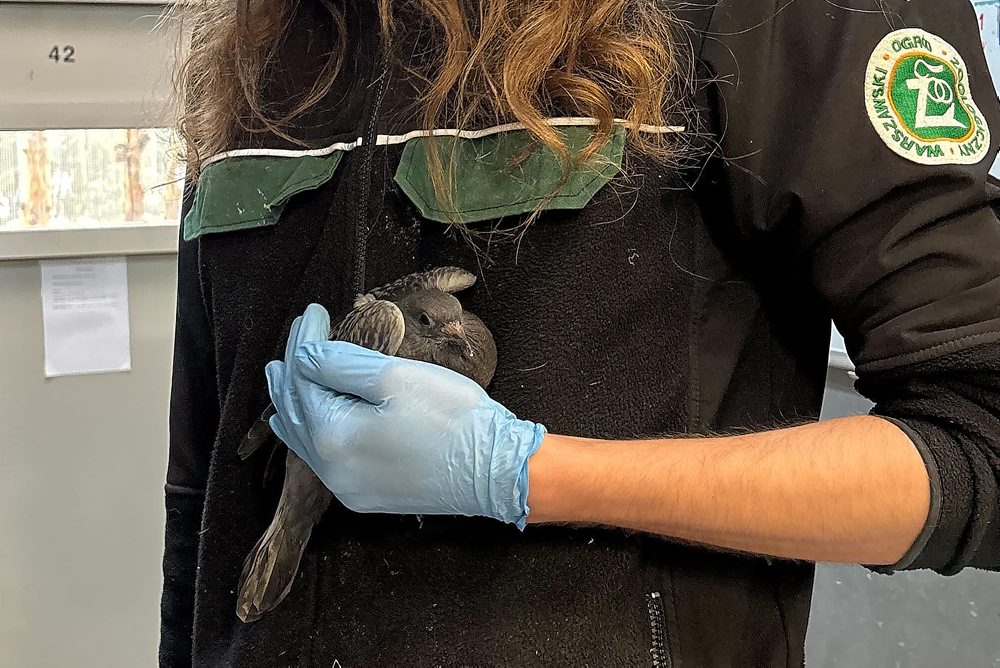 Veterinárna klinika pre vtáctvo vo varšavskej zoologickej záhrade 