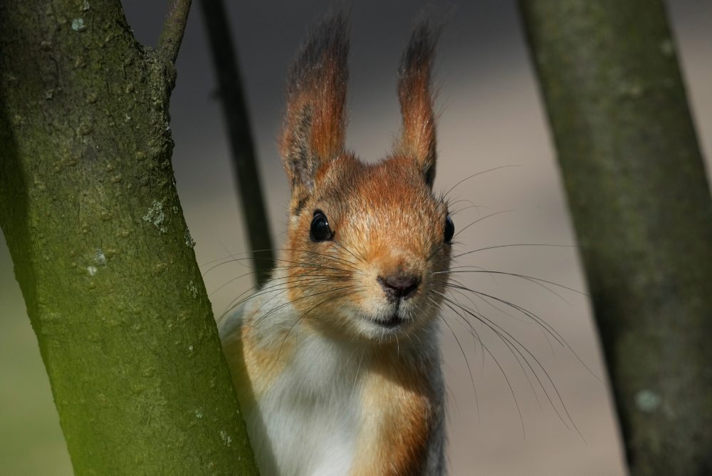 Denný život v Rusku