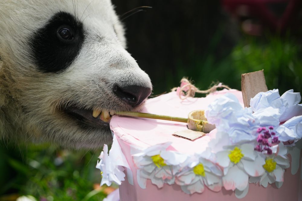 Panda menom Kaťuša oslavuje tretie narodeniny