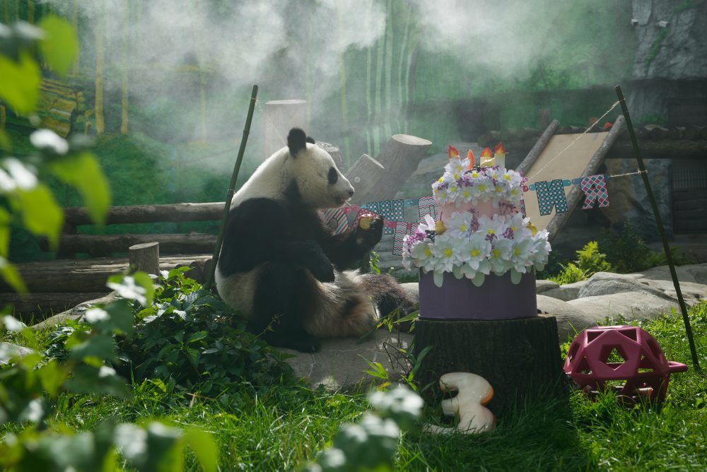 Panda menom Kaťuša oslavuje tretie narodeniny