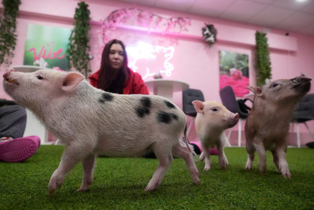 Kaviareň s miniatúrnymi prasiatkami v Moskve