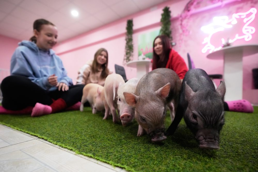 Kaviareň s miniatúrnymi prasiatkami v Moskve