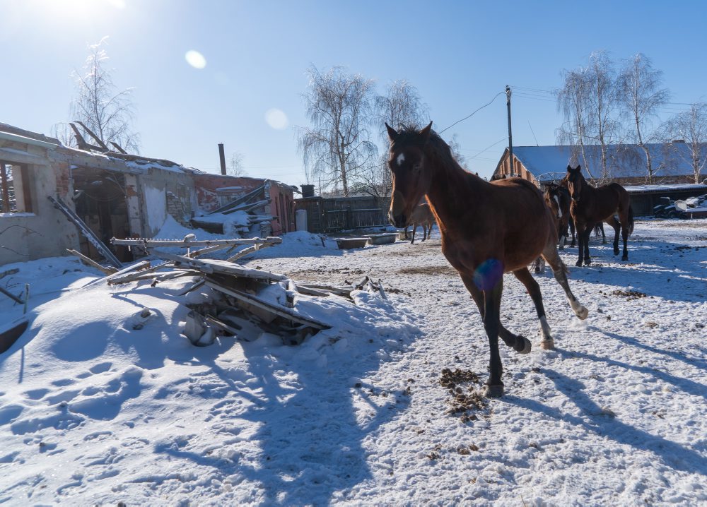 V Charkovskej oblasti evakuovali opustené jazdecké kone z frontovej línie