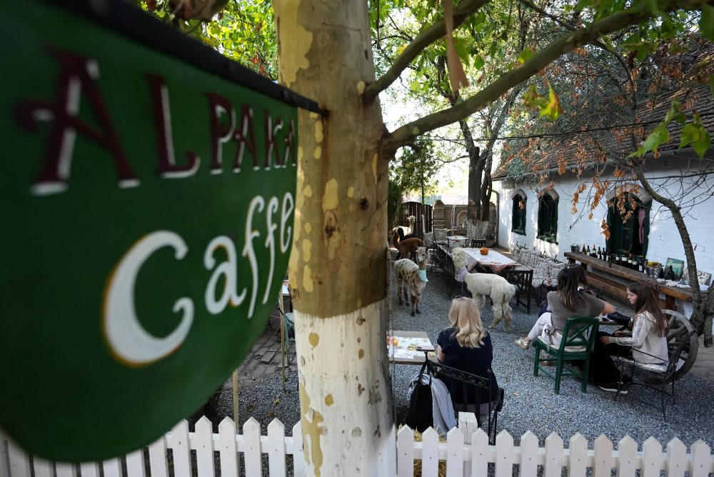 Kaviareň Alpaca Cafe v Srbsku
