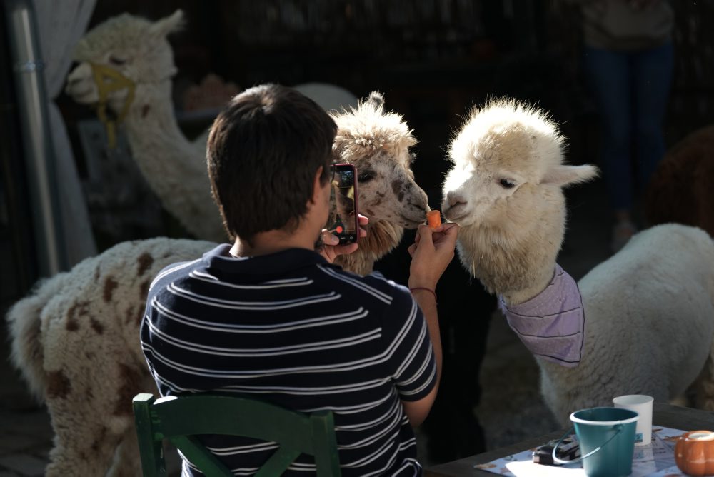 Kaviareň Alpaca Cafe v Srbsku