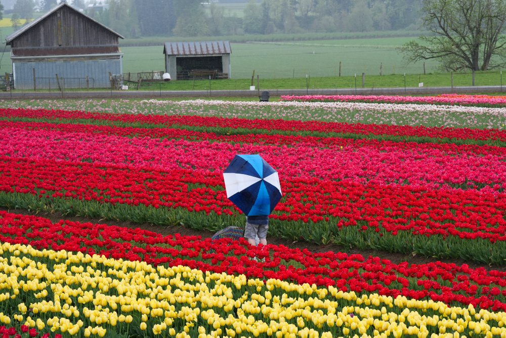 Tulipánová farma v meste Woodburn v štáte Oregon