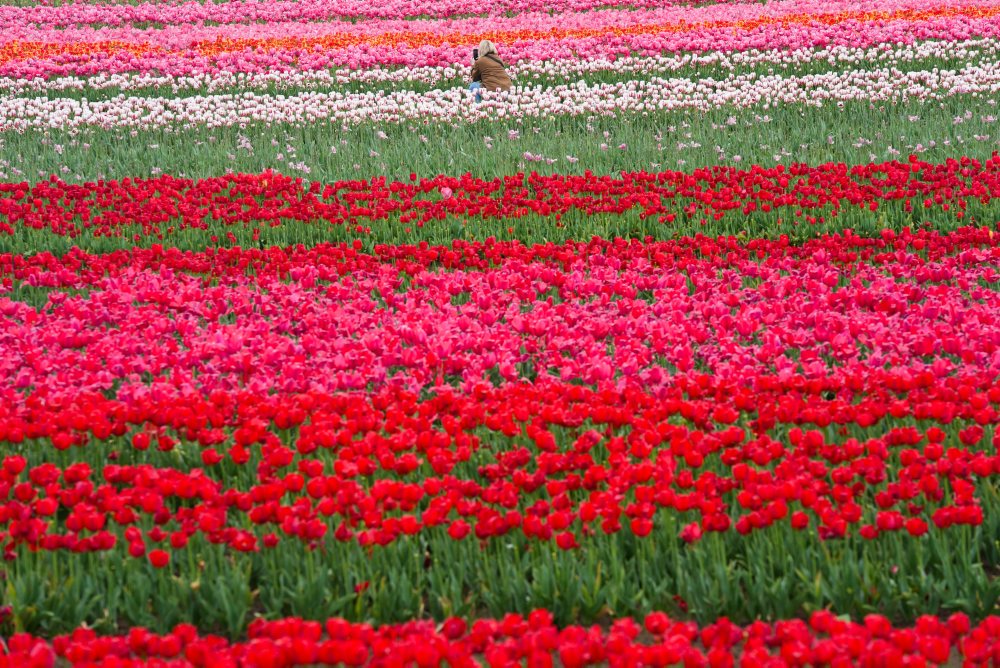 Tulipánová farma v meste Woodburn v štáte Oregon