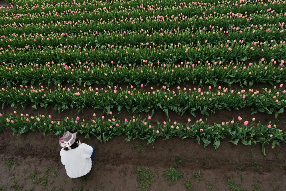 Tulipánová farma v meste Woodburn v štáte Oregon