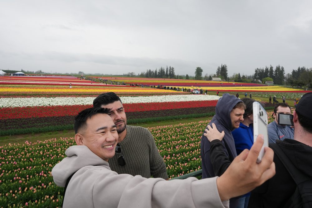Tulipánová farma v meste Woodburn v štáte Oregon