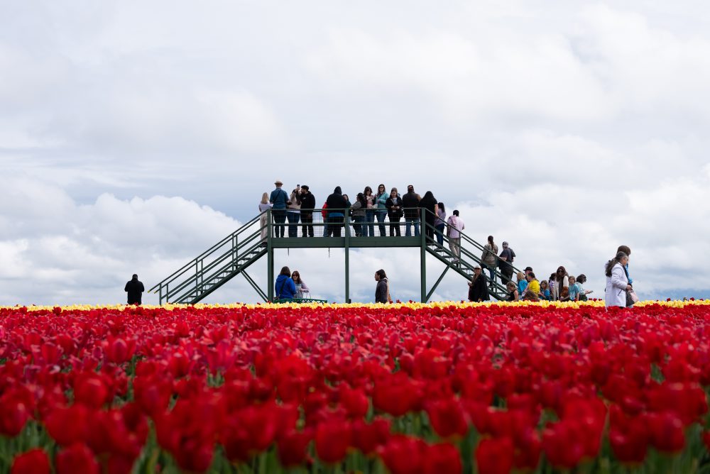 Tulipánová farma v meste Woodburn v štáte Oregon